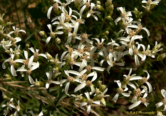 {Sericocarpus linifolius}